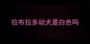 拉布拉多幼犬是白色吗