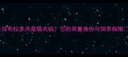 拉布拉多犬是猎犬吗它的双重身份与饲养指南