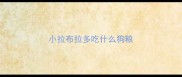 小拉布拉多吃什么狗粮