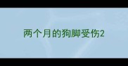 两个月的狗脚受伤
