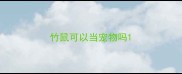 竹鼠可以当宠物吗