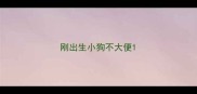 刚出生小狗不大便