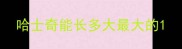 哈士奇能长多大最大的
