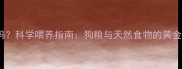 狗狗只吃狗粮行吗科学喂养指南狗粮与天然食物的黄金配比及注意事项