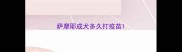 萨摩耶成犬多久打疫苗