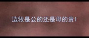 边牧是公的还是母的贵