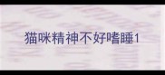 猫咪精神不好嗜睡