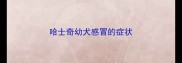 哈士奇幼犬感冒的症状