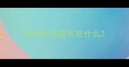 拉布拉多美毛吃什么