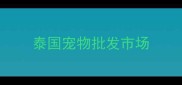 泰国宠物批发市场