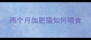 两个月加肥猫如何喂食