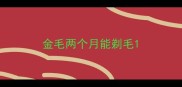 金毛两个月能剃毛