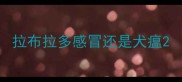 拉布拉多感冒还是犬瘟