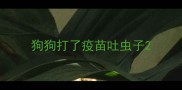 狗狗打了疫苗吐虫子