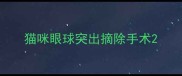 猫咪眼球突出摘除手术