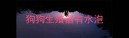狗狗生殖器有水泡