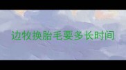 边牧换胎毛要多长时间