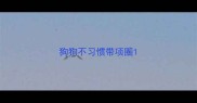 狗狗不习惯带项圈