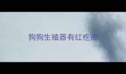 狗狗生殖器有红疙瘩