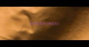 拉布拉多犬小狗出生