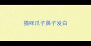 猫咪爪子鼻子发白