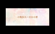 小狗多久一次大小便