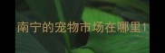 南宁的宠物市场在哪里