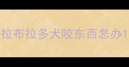 拉布拉多犬咬东西怎办