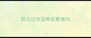 陨石边牧蓝眼能繁殖吗