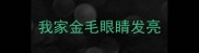 我家金毛眼睛发亮