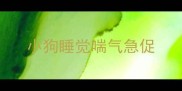 小狗睡觉喘气急促