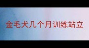 金毛犬几个月训练站立