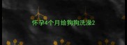 怀孕4个月给狗狗洗澡