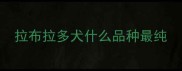 拉布拉多犬什么品种最纯
