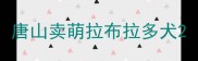 唐山卖萌拉布拉多犬