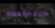 宠物兔有什么品种