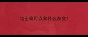 哈士奇可以和什么杂交
