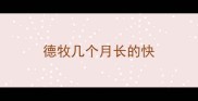 德牧几个月长的快