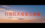 打完狂犬疫苗又摸猫