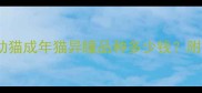 银川猫咪价格全幼猫成年猫异瞳品种多少钱附本地买猫避坑指南