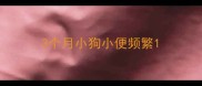 3个月小狗小便频繁