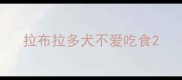 拉布拉多犬不爱吃食