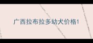广西拉布拉多幼犬价格