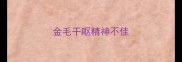 金毛干呕精神不佳