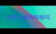 边牧一直喂狗粮吗