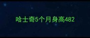 哈士奇5个月身高48