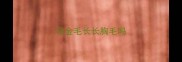 母金毛长长胸毛吗