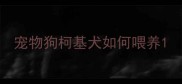 宠物狗柯基犬如何喂养
