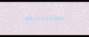 德牧几个月生长最快
