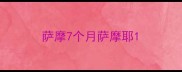 萨摩7个月萨摩耶